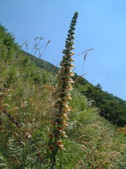 Digitalis ferruginea / Digitale bruna